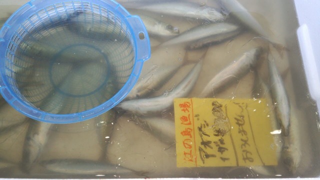 片瀬漁港の鮮魚直売所で販売されている「アオアジ」